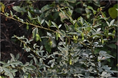 Cajanus cajanifolius